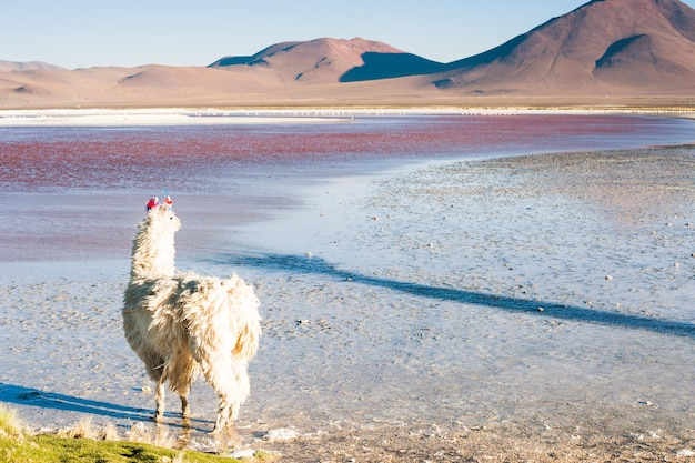 Witte alpaca op de Laguna Colorada bij zonsondergang, Altiplano, Bolivia. Selectieve focus