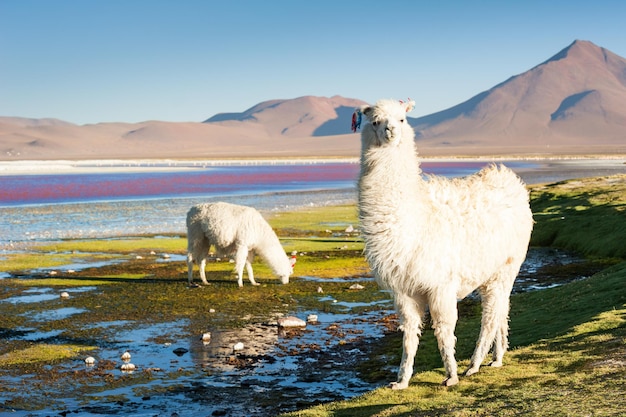 Witte alpaca op Laguna Colorada, Altiplano, Bolivië.