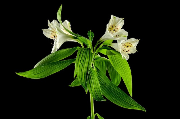 Witte Alstroemeria-bloem op zwarte achtergrond