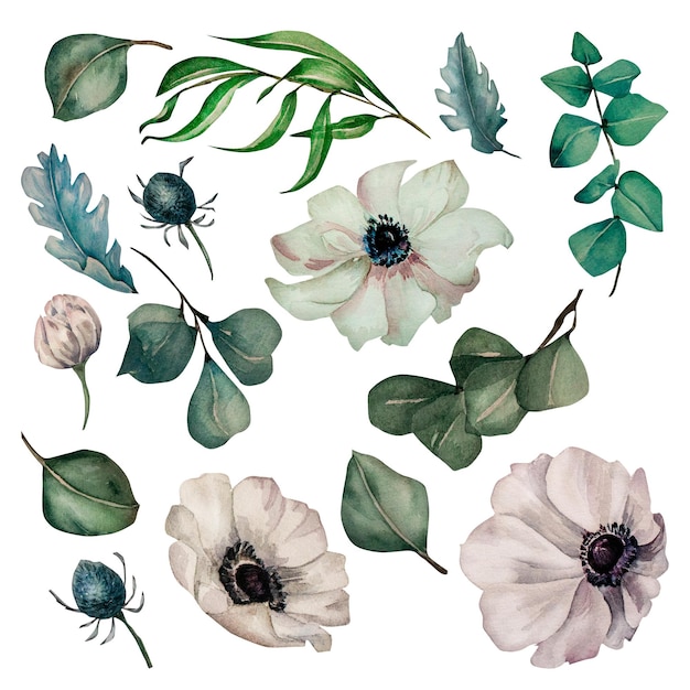 Witte anemonen bloemen en groene bladeren aquarel ingesteld op witte achtergrond