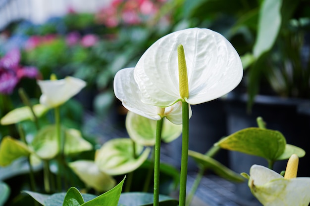 Witte Anthurium bloem in een plastic pot op een plank