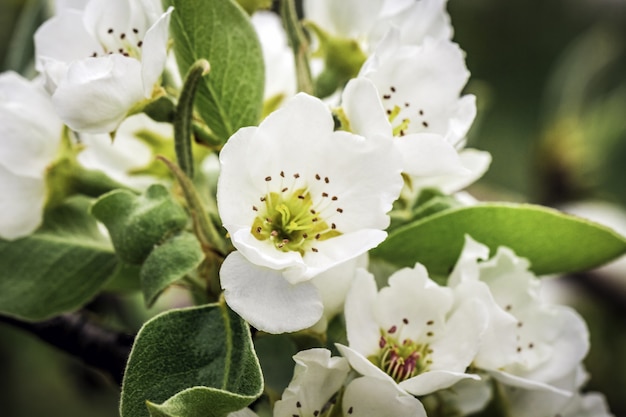 Witte appelboom bloesem bloemen bloeien in de lente, Pasen tijd tegen een natuurlijke wazig tuin. Detailopname. Selectieve aandacht