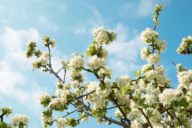 Witte appelboombloemen met blauwe hemel