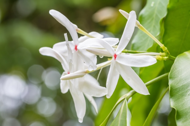 Witte arboreabloem van Kopsia (Apocynaceae).