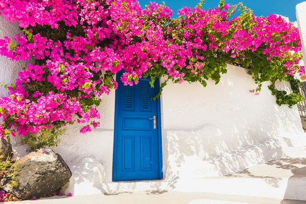 Witte architectuur op het eiland Santorini, Griekenland. Blauwe deur en roze bloemen op de gevel