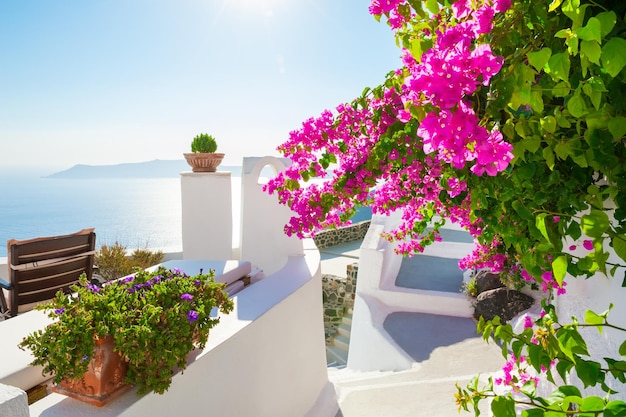 Witte architectuur op het eiland Santorini, Griekenland. Mooi terras met roze bloemen, uitzicht op zee.