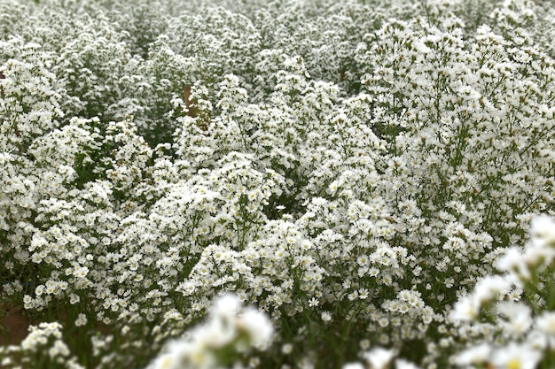 Witte aster bloem veld