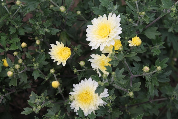 Witte asterbloemen die bij de zon glimlachen Witte asterbloemen op geïsoleerde achtergrond