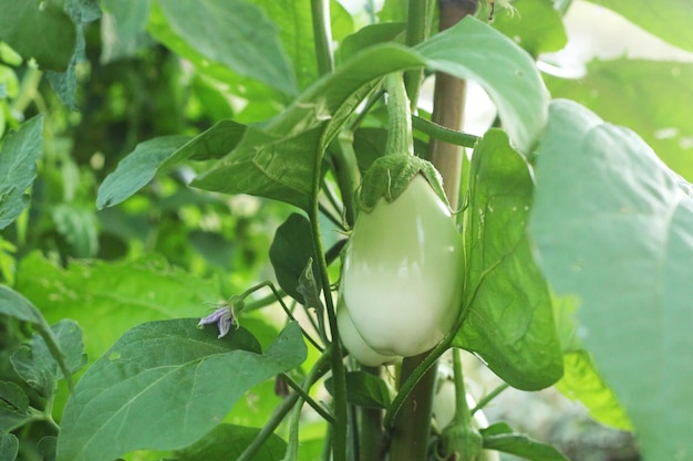 Witte aubergines groeien in een kas