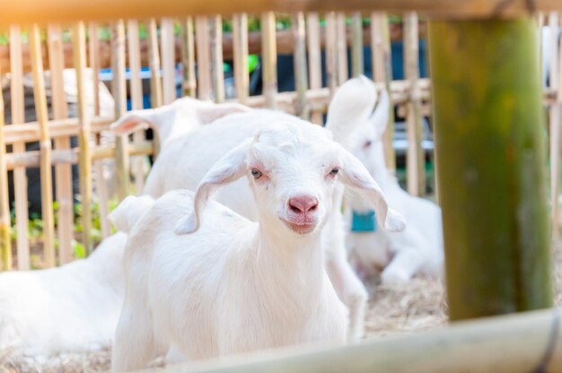 Witte babygeit die met bamboehek speelt Close-up van witte geiten in boerderijBabygeit in een boerderij