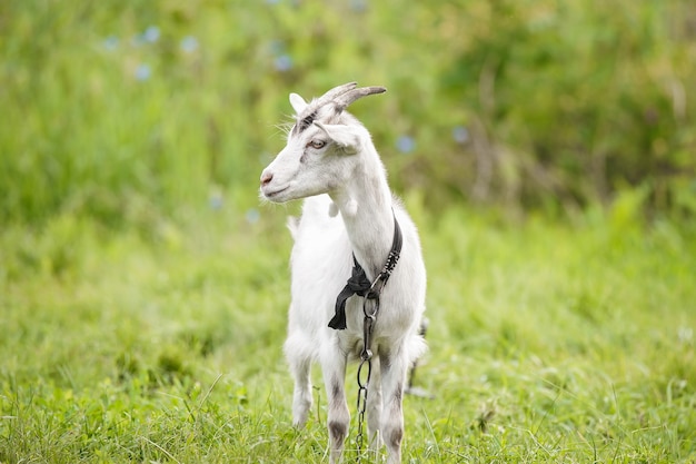 Witte babygeit op groen gras in zonnige dag