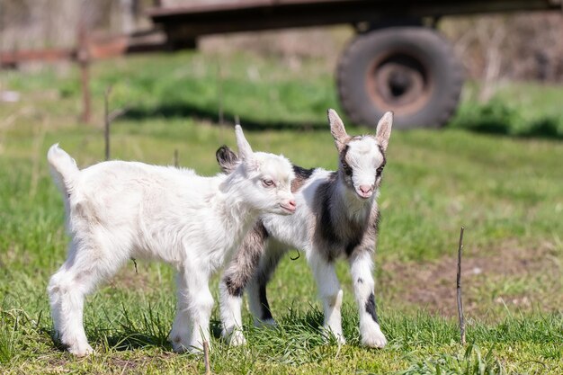 Witte babygeit op groen gras in zonnige dag