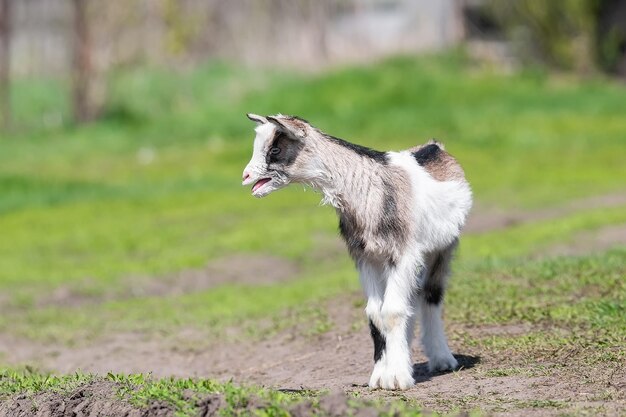 Witte babygeit op groen gras in zonnige dagx9