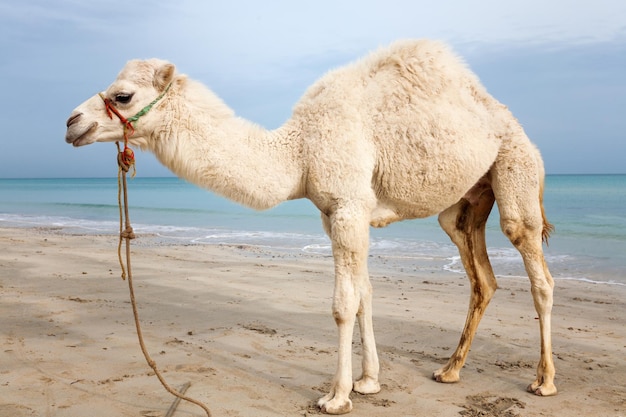 Witte babykameel op het strand in Tunesië