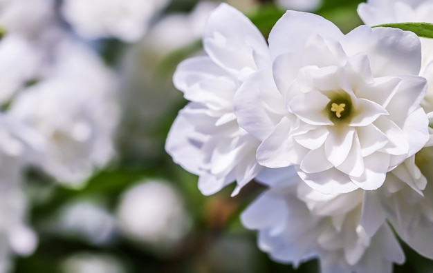 Foto witte badstof jasmijn bloemen in de tuin bloemen achtergrond