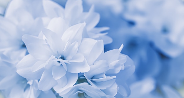 Witte badstof jasmijn bloemen in de tuin bloemen achtergrond