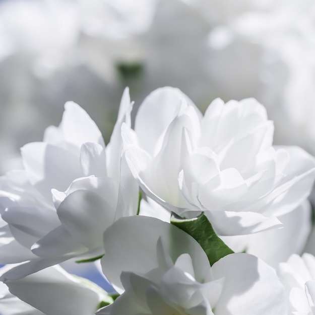 Witte badstof jasmijn bloemen in de tuin