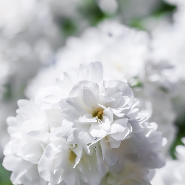 Foto witte badstof jasmijn bloemen in de tuin