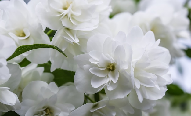 Witte badstof jasmijn bloemen in de tuin