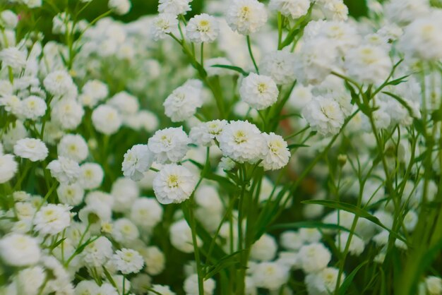 Foto witte badstof kleine bloem. macro