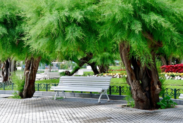 Witte bank in de schaduw van tamarix pentandra groene boom buiten in het park van San Sebastian Baskenland Spanje