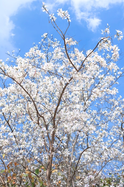 Witte Bauhinia variegata van de bloemboom met blauwe hemel