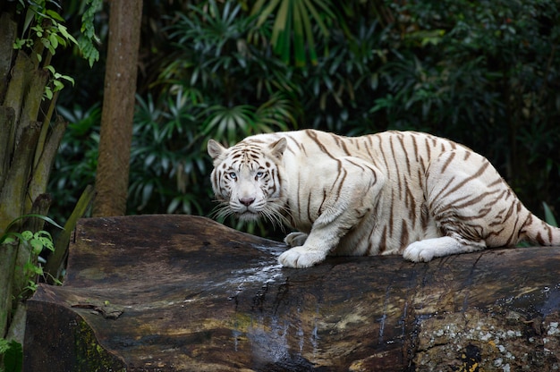 Witte Bengaalse tijger kruipt in een jungle