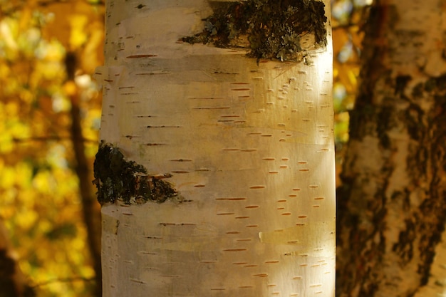 Witte berken stam in close-up focus berkenschors oppervlakte texturenatural achtergrond van berkenschors