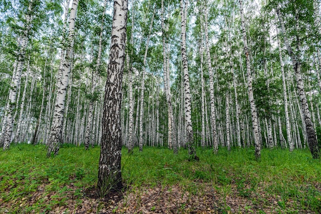 Witte berkenbomen natuur in bos zomer