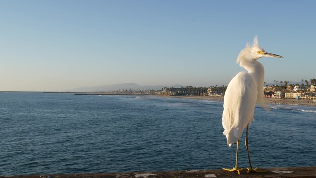 Witte besneeuwde zilverreiger op pier balustrades, Californië USA oceaan strand zee water golven. Kustreigervogel