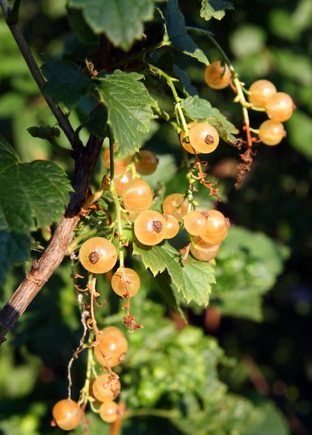 Witte bessenbes