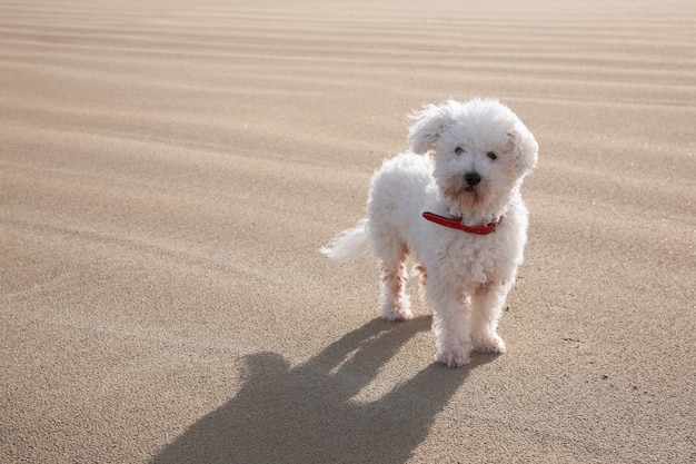 Witte bichon frise op het strand met kopieerruimte