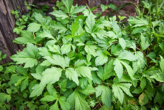 Witte bijvoetbladeren groen voor natuur van het kruid de plantaardige voedsel in de tuin