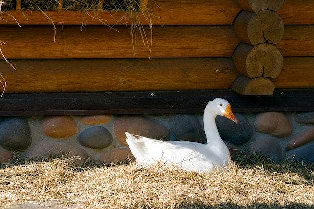 Witte binnenlandse gans in de achtertuin