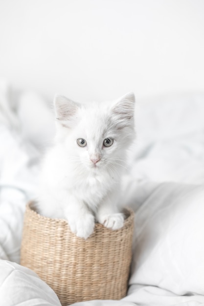 witte binnenlandse kitten in mand liggend op bed met witte deken grappige pose