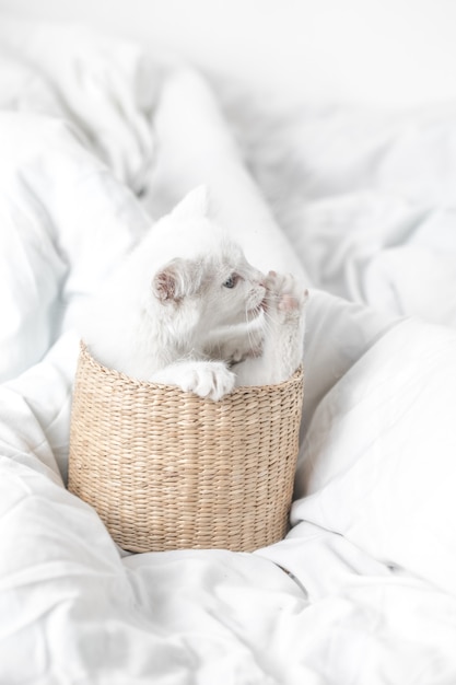 witte binnenlandse kitten in mand liggend op bed met witte deken grappige pose