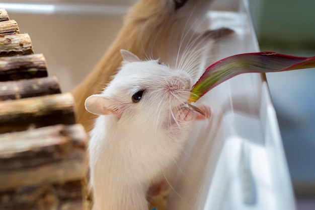 Witte binnenlandse muisgerbil knabbelt aan een blad van een plant