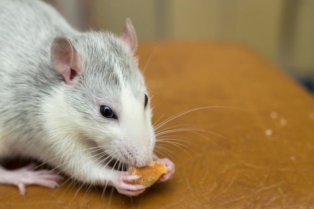 Witte binnenlandse rat die brood eet. Huisdier thuis.