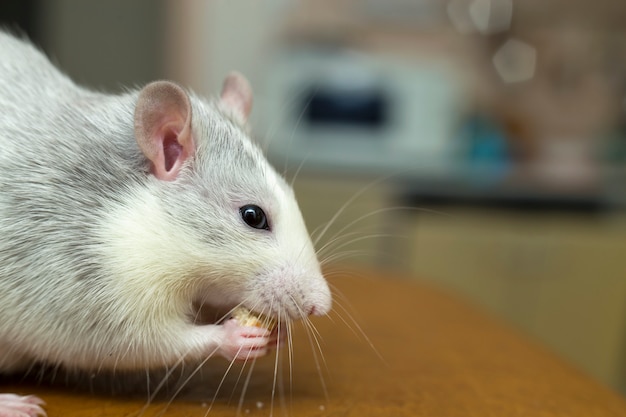 Witte binnenlandse rat die brood eet