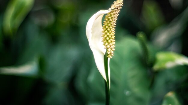 witte blad bloem tropische bladeren abstracte groene bladeren textuur natuur achtergrond