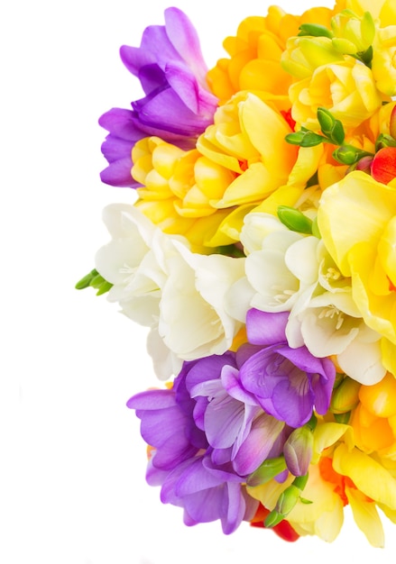 Witte, blauwe en gele verse freesia en gele narcis bloemen grens geïsoleerd op een witte achtergrond