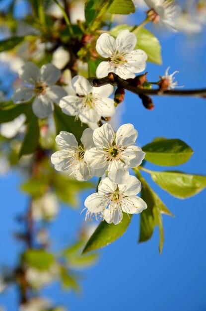 Witte bloeiende kersentak tegen de blauwe lucht close-up