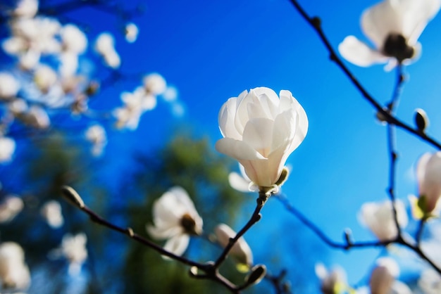 witte bloeiende magnolia's op blauwe hemelachtergrond in de lente