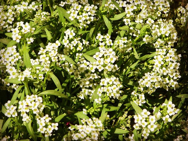 Foto witte bloeiende planten