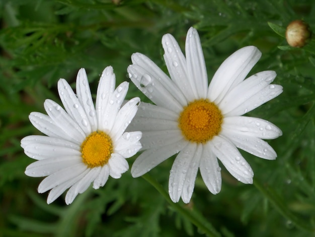 Witte bloeiende wilde bloem met regendruppels op het blaadje