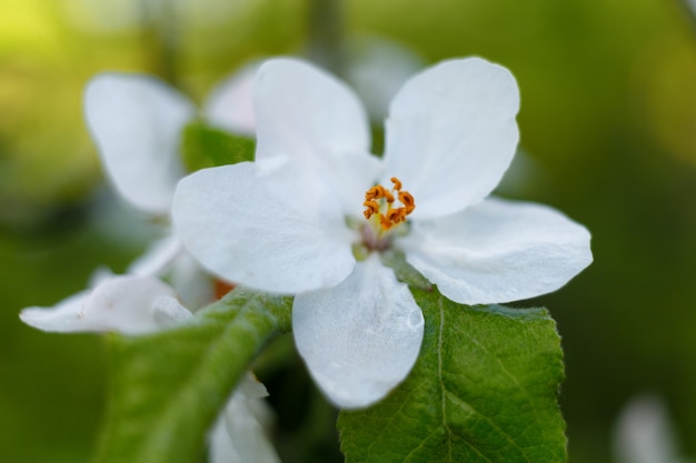 Witte bloeiwijzen in het voorjaar