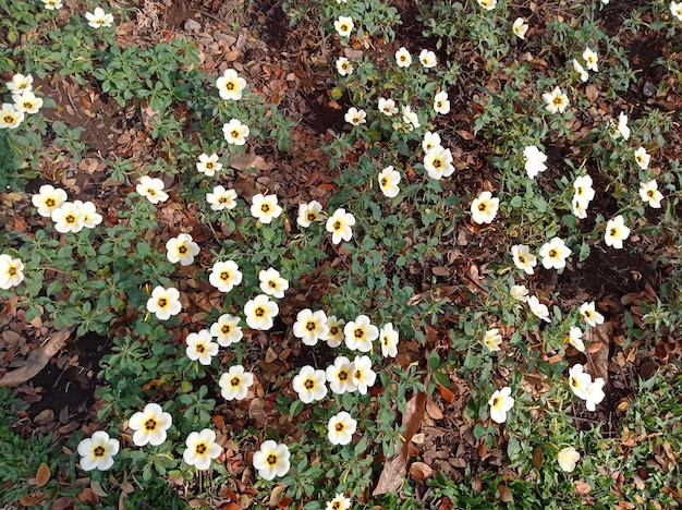 Foto witte bloem bloeit.