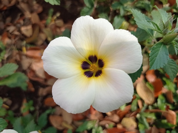 Foto witte bloem bloeit