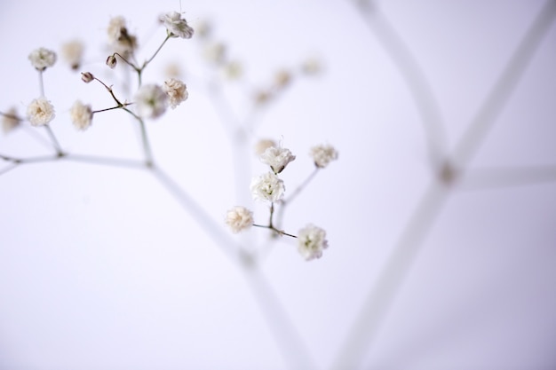 Witte bloem close-up.