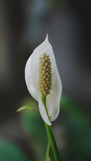 Witte bloem deli bloeiend op de achtergrond